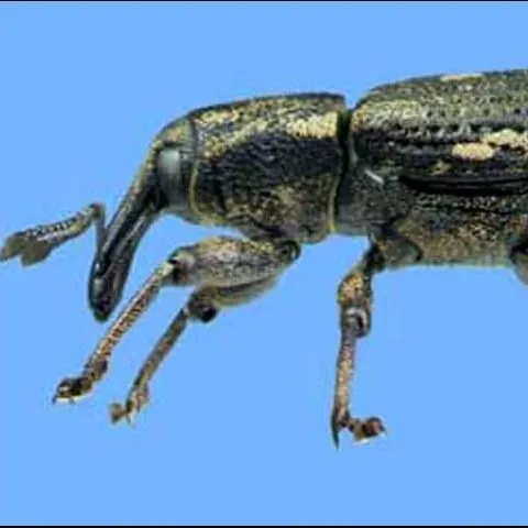 thumbnail for publication: Cypress Weevil, Eudociminus mannerheimii (Boheman) (Coleoptera: Curculionidae)